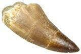 Fossil Prognathodontid Mosasaur Tooth - Morocco #374488-1